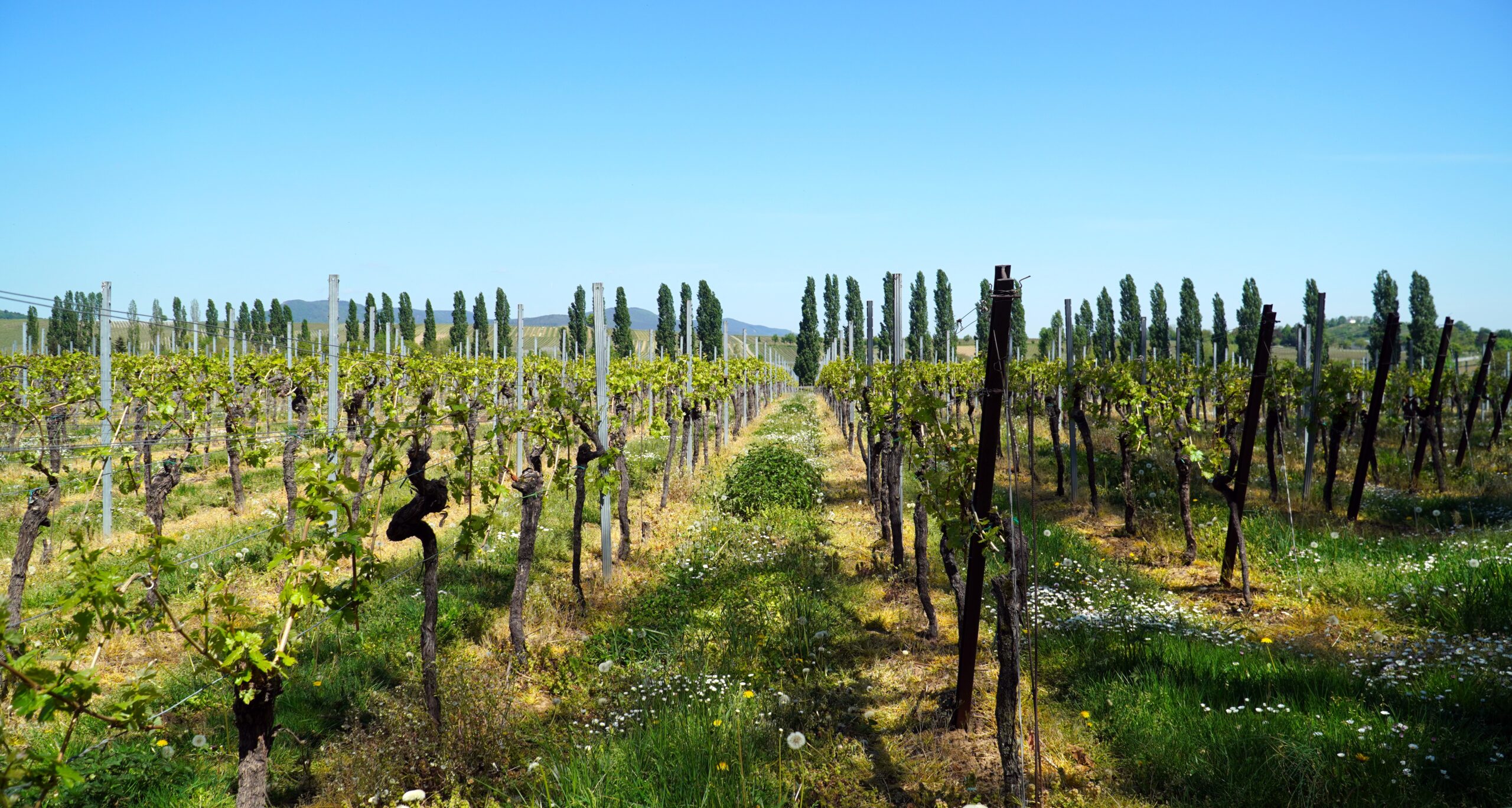 Weinberg im Frühling