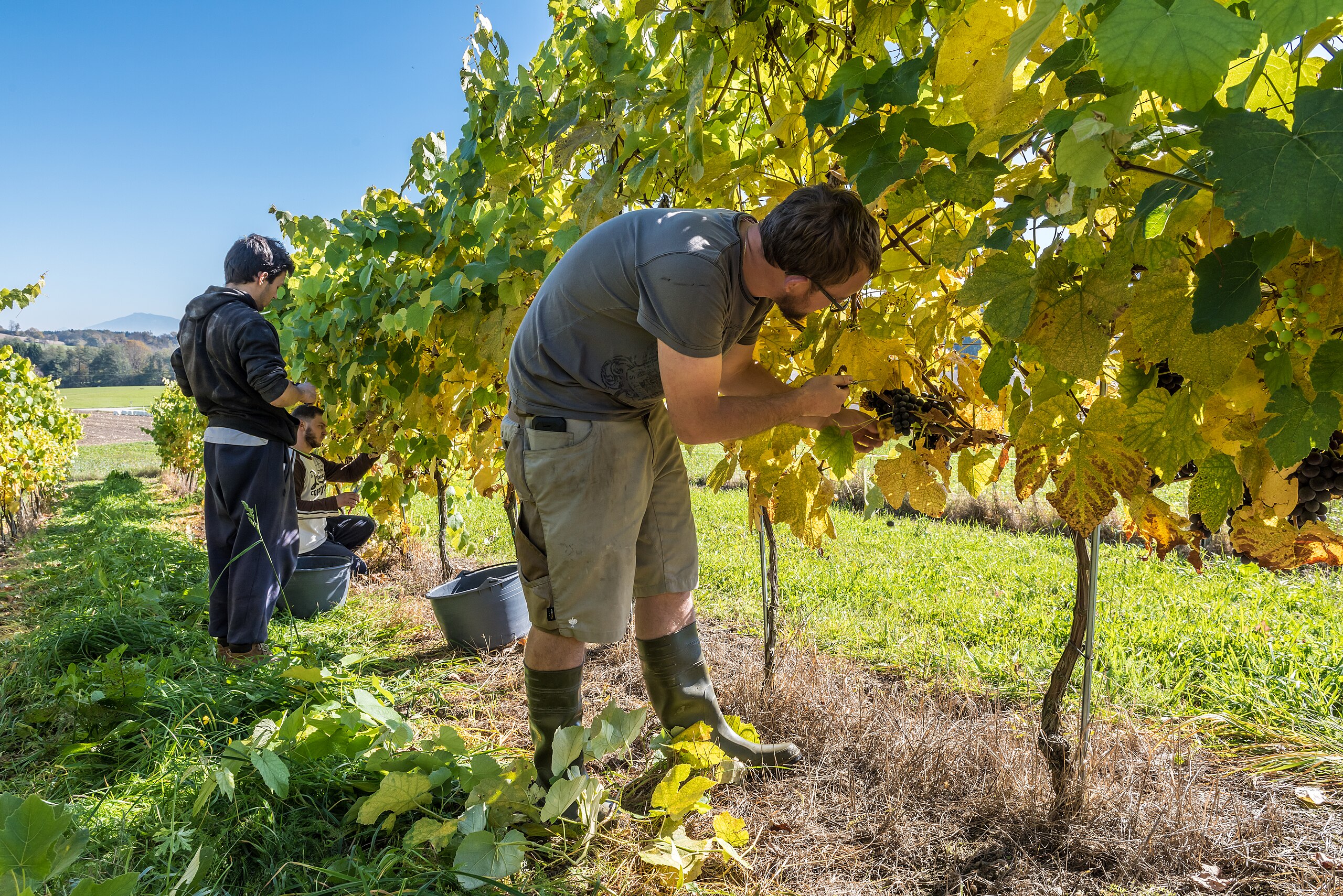 Winzer bei der Arbeit im Weinberg