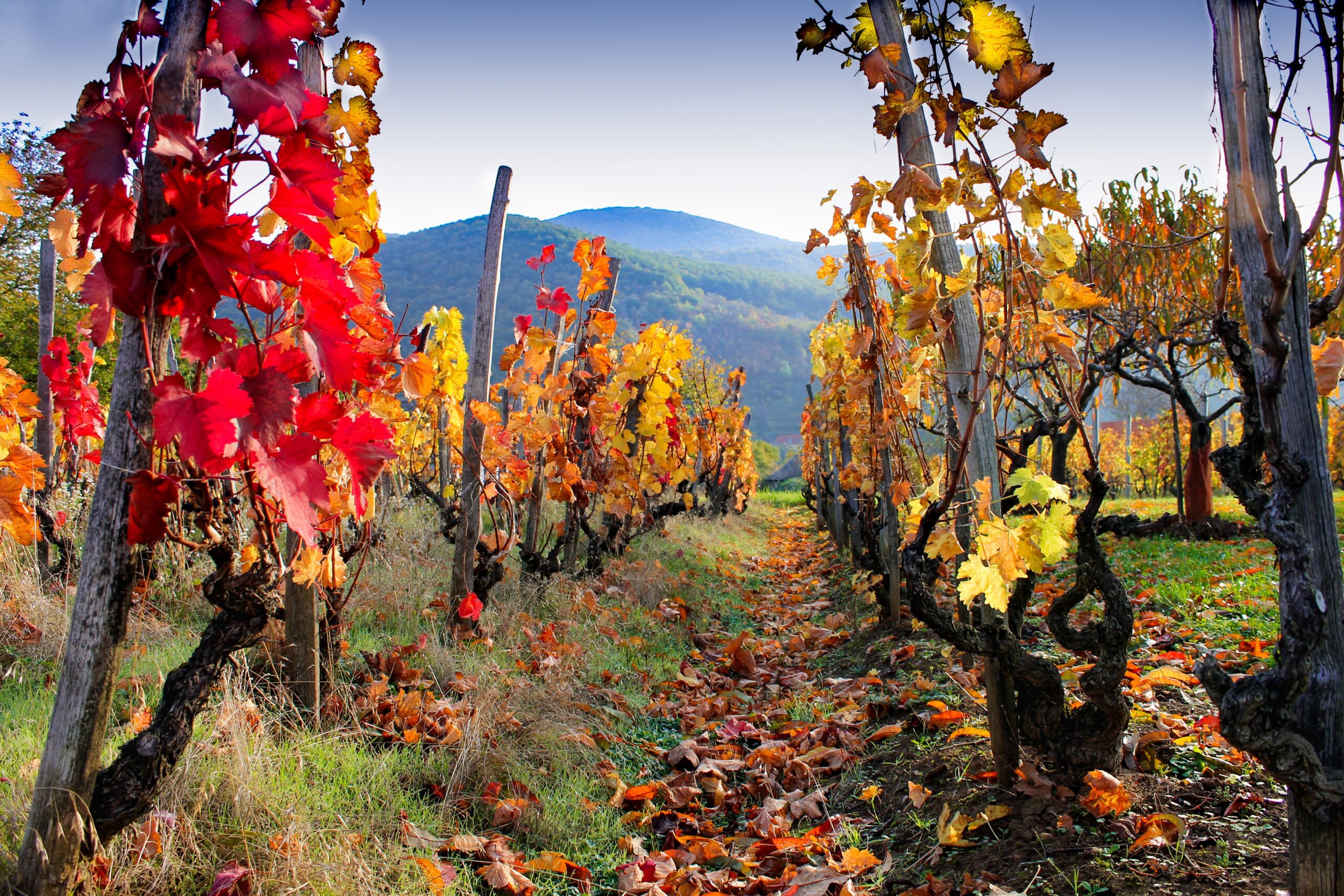 Weinberg im Herbst