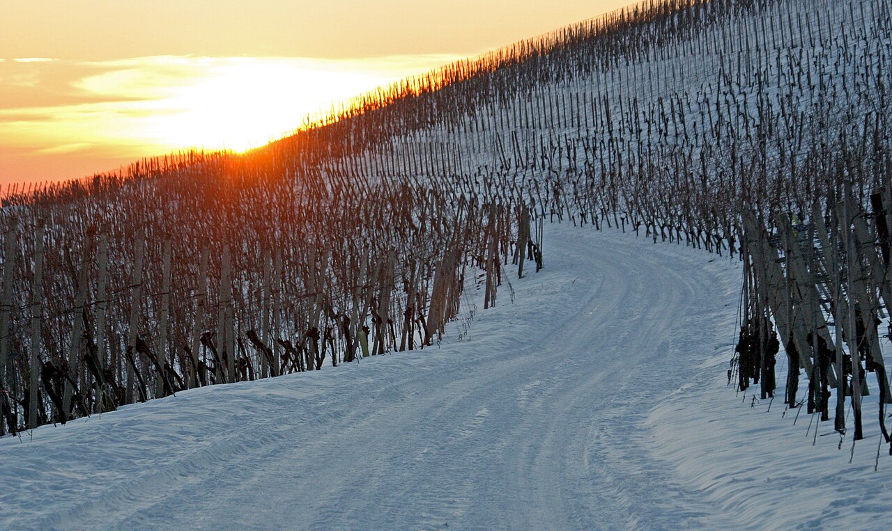 Winter im Weinberg